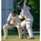 Nichols hits ton in Horspath's Village Cup win