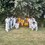 Aldenham win close fought contest with Full Tossers