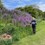 Billy the Groundsman and his wildflowers!